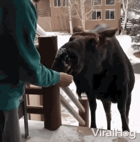 Eating Moose Feeding The Animal GIF - Eating Moose Feeding The Animal Animal On My Door Step GIFs