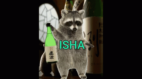 Isha Sake GIF - Isha Sake Raccoon GIFs
