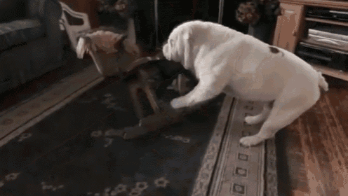 This Bulldog Loves Riding His Rocking Horse! GIF - Dogs Bulldogs GIFs