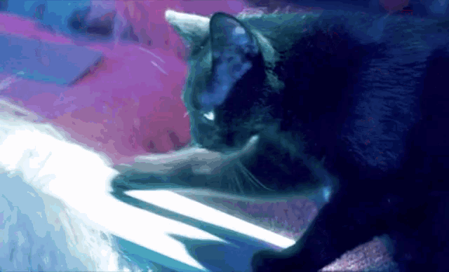 a close up of a cat 's face with a blue background