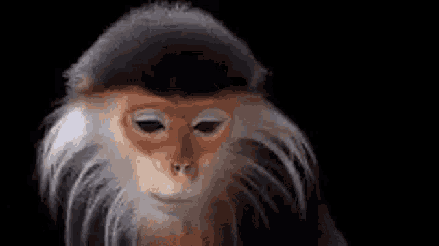 Monkey Red Tailed Douc GIF - Monkey Red Tailed Douc Monkeys GIFs