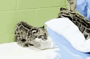 a person is feeding a clouded leopard kitten from a bottle