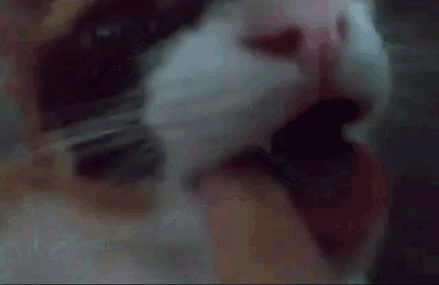 a close up of a black and white cat with a pink nose