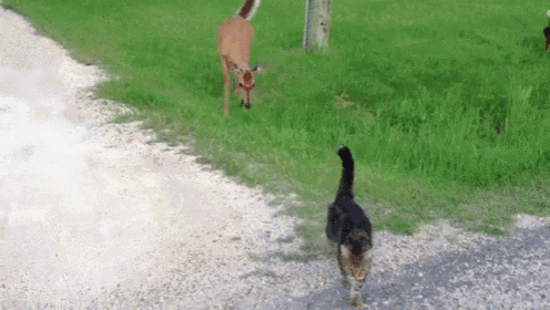 Deer Stands It'S Ground Against Ferocious Beast GIF - Deer Cat Friends GIFs