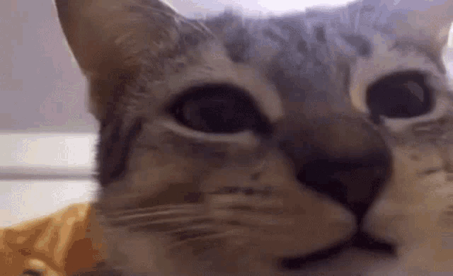 Cat Monch GIF - Cat Monch Eating GIFs
