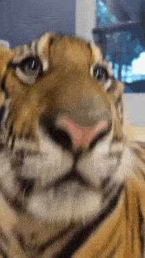 Tiger Hot Tiger GIF - Tiger Hot Tiger Cute Tiger GIFs