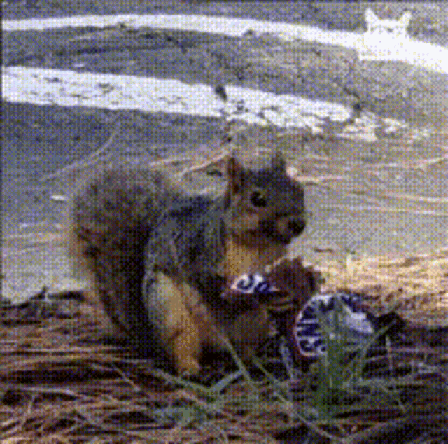 squirrel-squirrel-eating-snickers.gif