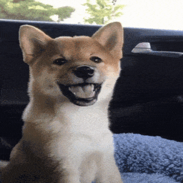 Happy Happy Doggo GIF - Happy Happy Doggo Smile GIFs