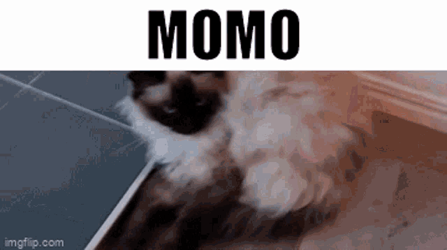 Momo Kitty GIF - Momo Kitty Mozart GIFs