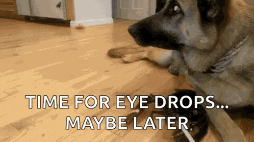 a dog is laying on the floor with the words time for eye drops ... maybe later