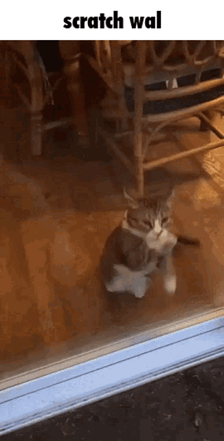 Cat Invisible GIF - Cat Invisible Scratch GIFs