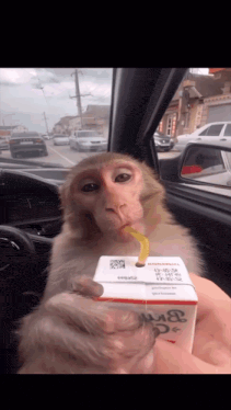 a monkey in a car drinking from a box that says taiwan
