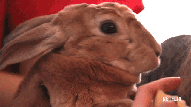 a close up of a rabbit with netflix written on the bottom right