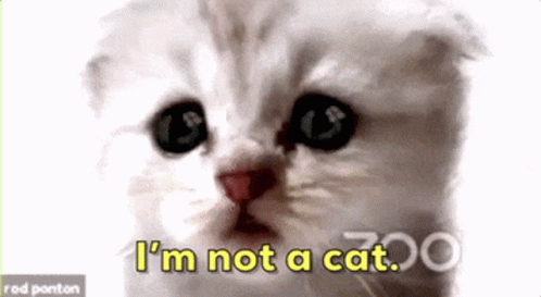 Im Not A Cat Cute GIF - Im Not A Cat Cute Uw U GIFs