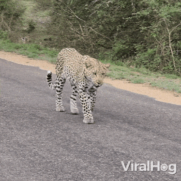 Leopard Is Approaching Viralhog GIF - Leopard Is Approaching Leopard Viralhog GIFs