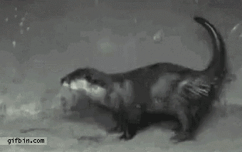 a black and white photo of an otter walking on the beach .