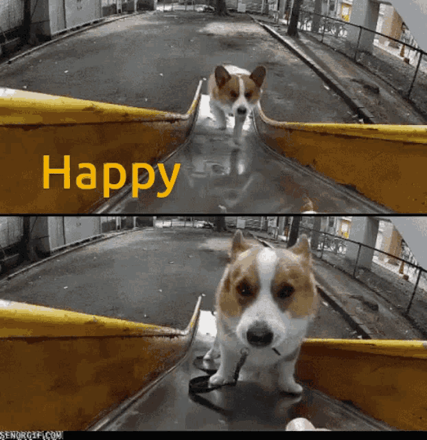 a picture of a dog on a slide with the word happy on it
