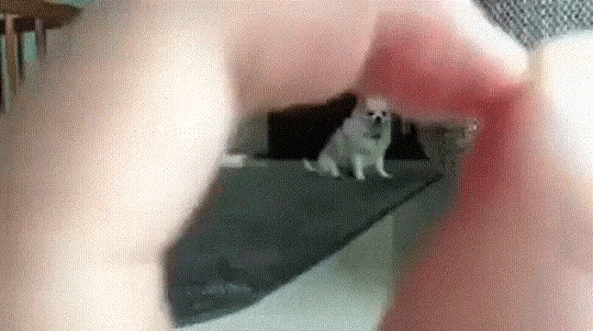 Doggo Nose GIF - Doggo Nose Hole GIFs