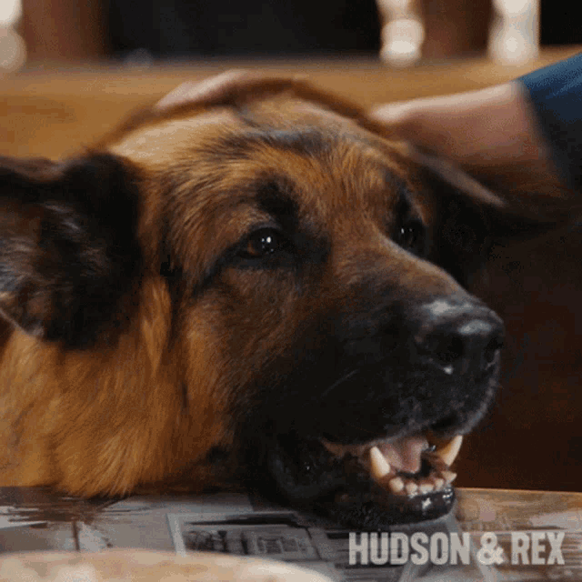 a close up of a dog with the words hudson & rex on the bottom right