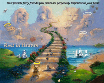 Furry Baby Pet Heavenly GIF - Furry Baby Pet Heavenly GIFs