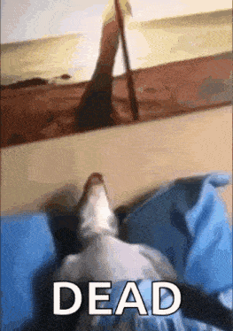 a cat is laying on a bed next to a picture of a person walking on the beach and the word dead