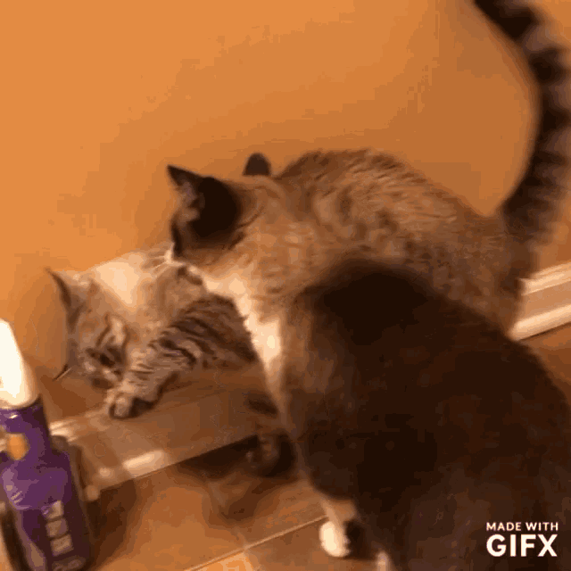 two cats are looking at their reflection in a mirror .