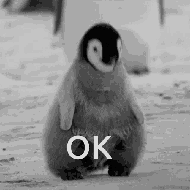 a black and white photo of a penguin with the word ok written on it
