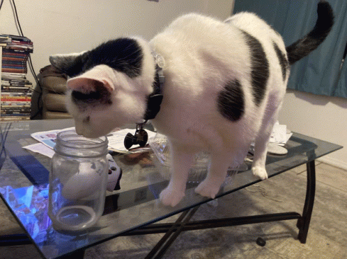 Angel Cat GIF - Angel Cat Drinking Milk GIFs