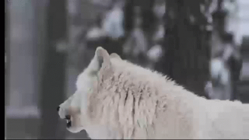 Wolf Level Up GIF - Wolf Level Up Howl GIFs