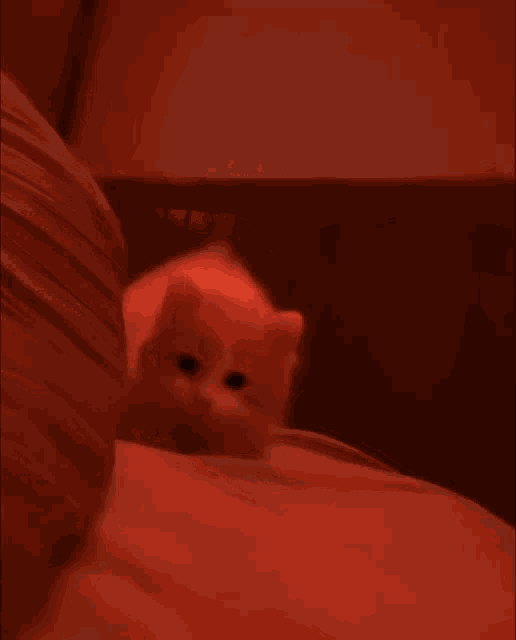 Cute Cat Bounce Cat Hug GIF - Cute Cat Bounce Cat Hug Cat Kiss GIFs