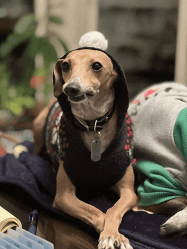 a small brown dog wearing a sweater and a hat with a tag on it