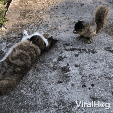 A Cat And A Squirrel Bonding Time Viralhog GIF - A Cat And A Squirrel Bonding Time Viralhog A Cat And A Squirrel Enjoy Each Other'S Company GIFs