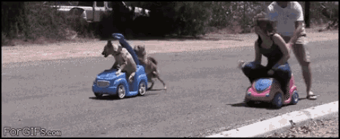 a woman is riding a pink toy car while two dogs are riding blue toy cars