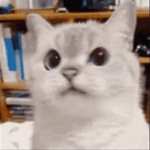 a close up of a white cat 's face with big eyes looking at the camera .