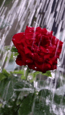 a red rose is sitting in the rain with water drops falling on it .