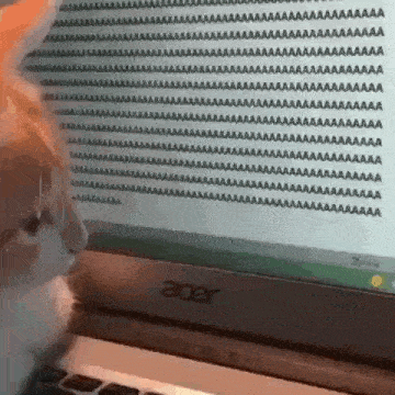 Cat Kitten GIF - Cat Kitten Cat Typing GIFs