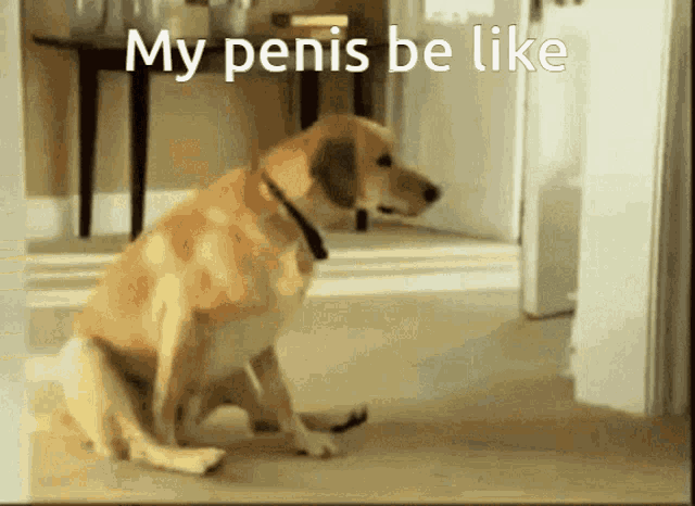 a dog is sitting in a hallway with the words my penis be like