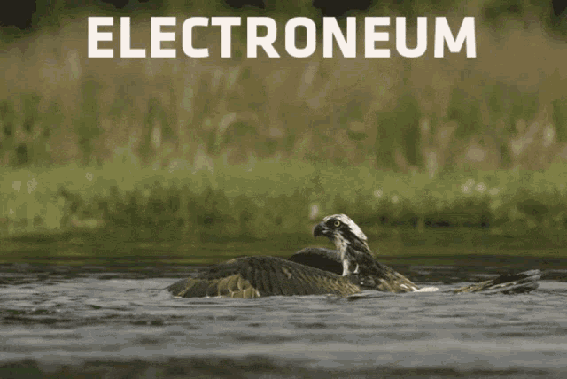 a picture of an osprey splashing in the water with the word electroneum above it
