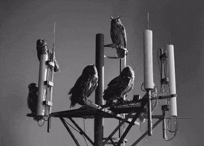 a group of owls are perched on a pole