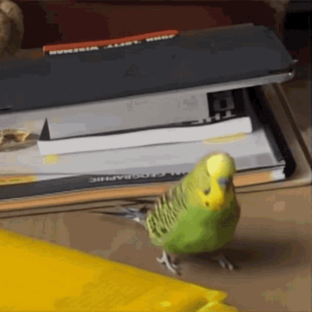 Parakeet Reverse GIF - Parakeet Reverse Card GIFs
