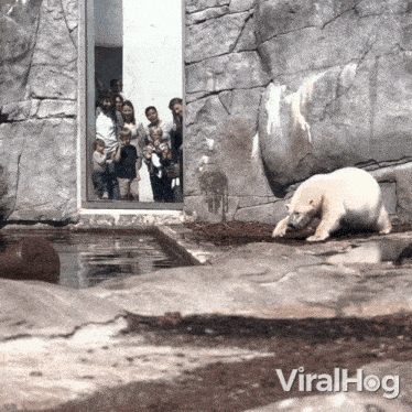 A Polar Bear Jumps In The Water Viralhog GIF - A Polar Bear Jumps In The Water Polar Bear Viralhog GIFs