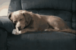 a brown dog is laying on a blue couch eating a bone .