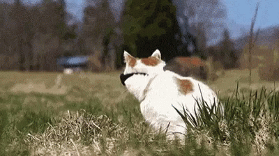 My Thing Cat GIF - My Thing Cat Shades GIFs