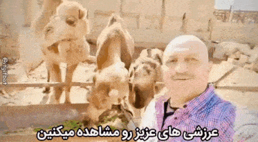 a man in a plaid shirt is standing in front of some camels
