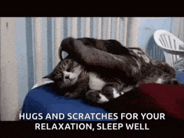 a cat and a sloth are laying on a bed and the sloth is scratching the cat 's head .