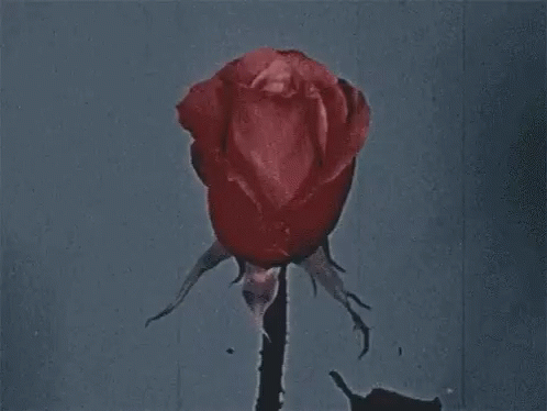 Chobit Roses GIF - Chobit Roses GIFs