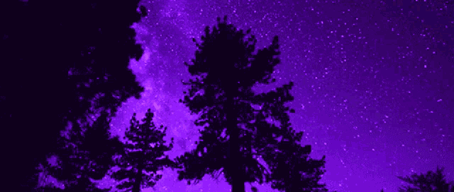 a tree silhouetted against a purple starry sky