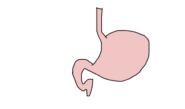 a drawing of a pink stomach with a long stomach tube