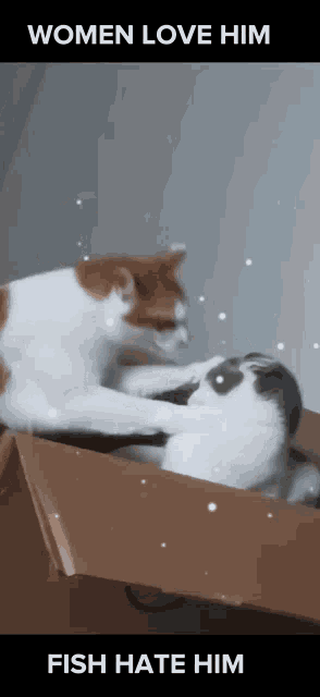 two cats in a box with the caption women love him