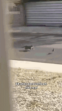a cat is running down a street with the words 38 anos para verlo en vida real